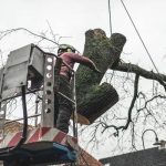 Expert Tree Cutting Service to Protect Your Property