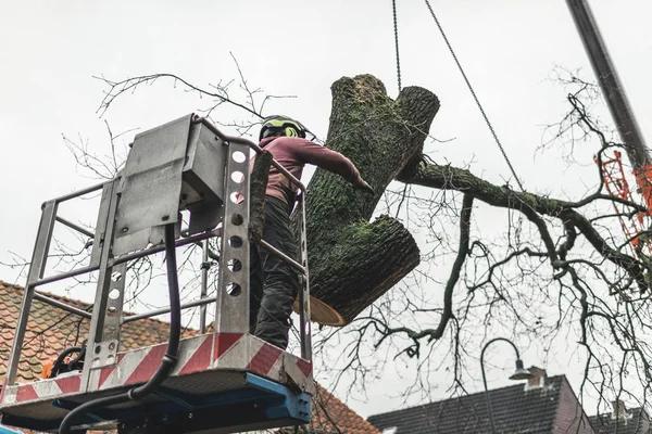 Expert Tree Cutting Service to Protect Your Property