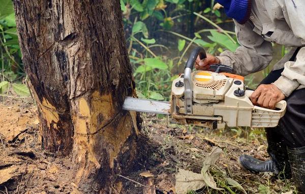 Expert tree removal for Dangerous & Dead Trees
