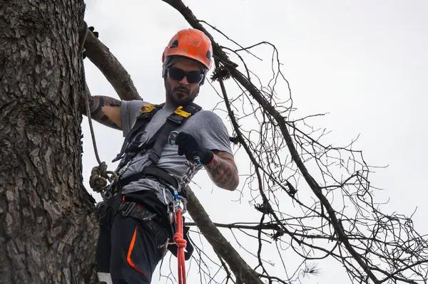 Quality Tree Service Springfield, IL for Commercial and Residential Needs