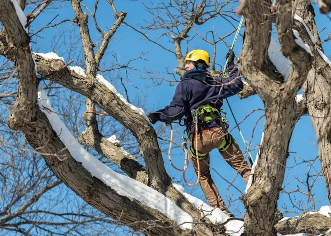 Professional Tree Solutions with tree surgeon Heald Green for Every Garden