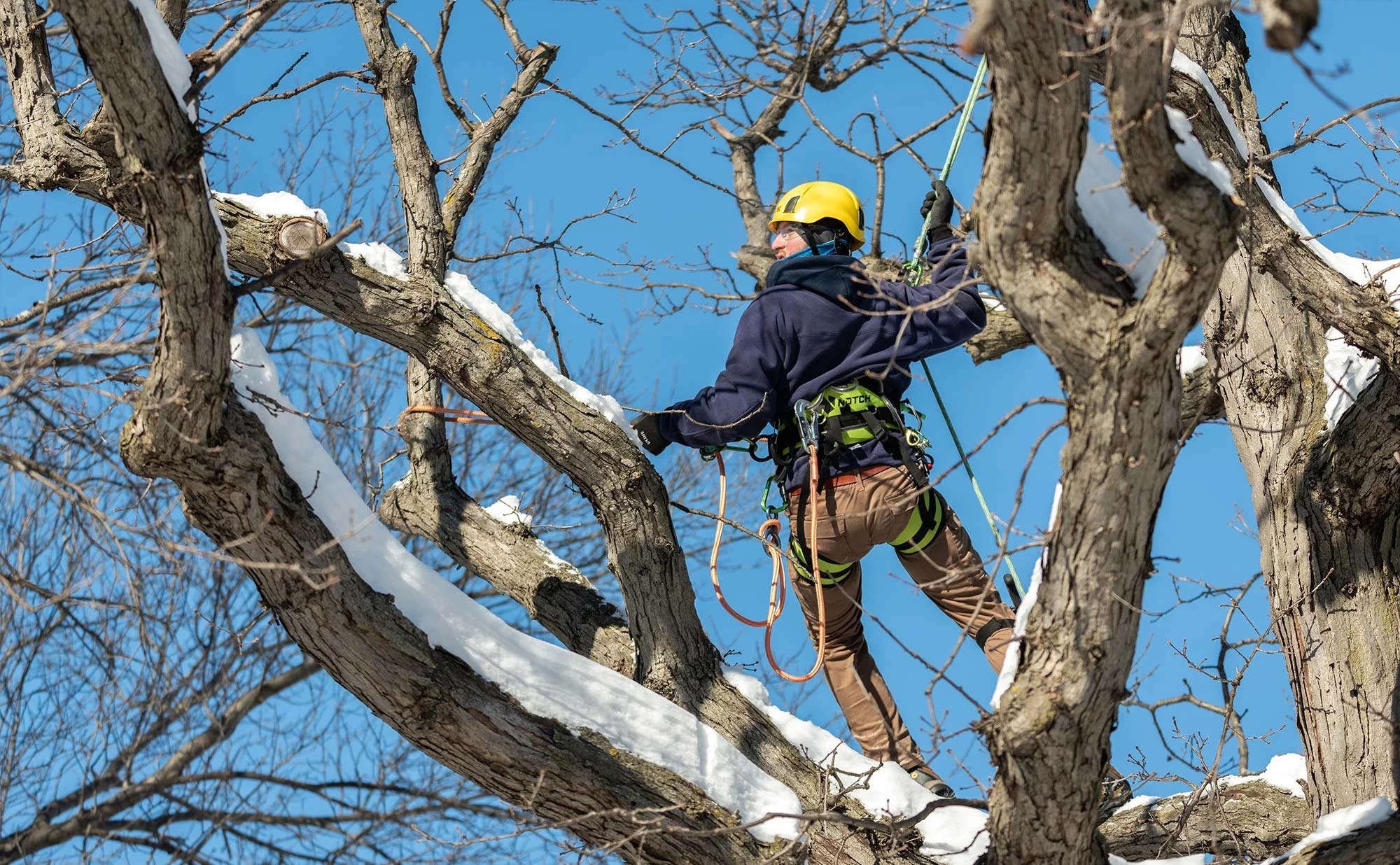 Professional Tree Solutions with tree surgeon Heald Green for Every Garden