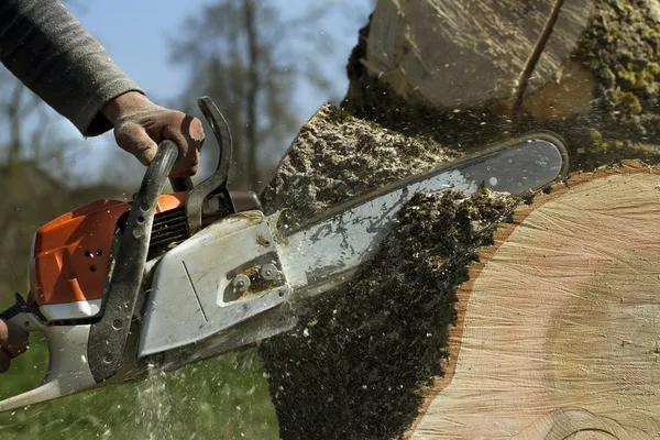 Tree Service Auburn Offering Affordable and Efficient Solutions